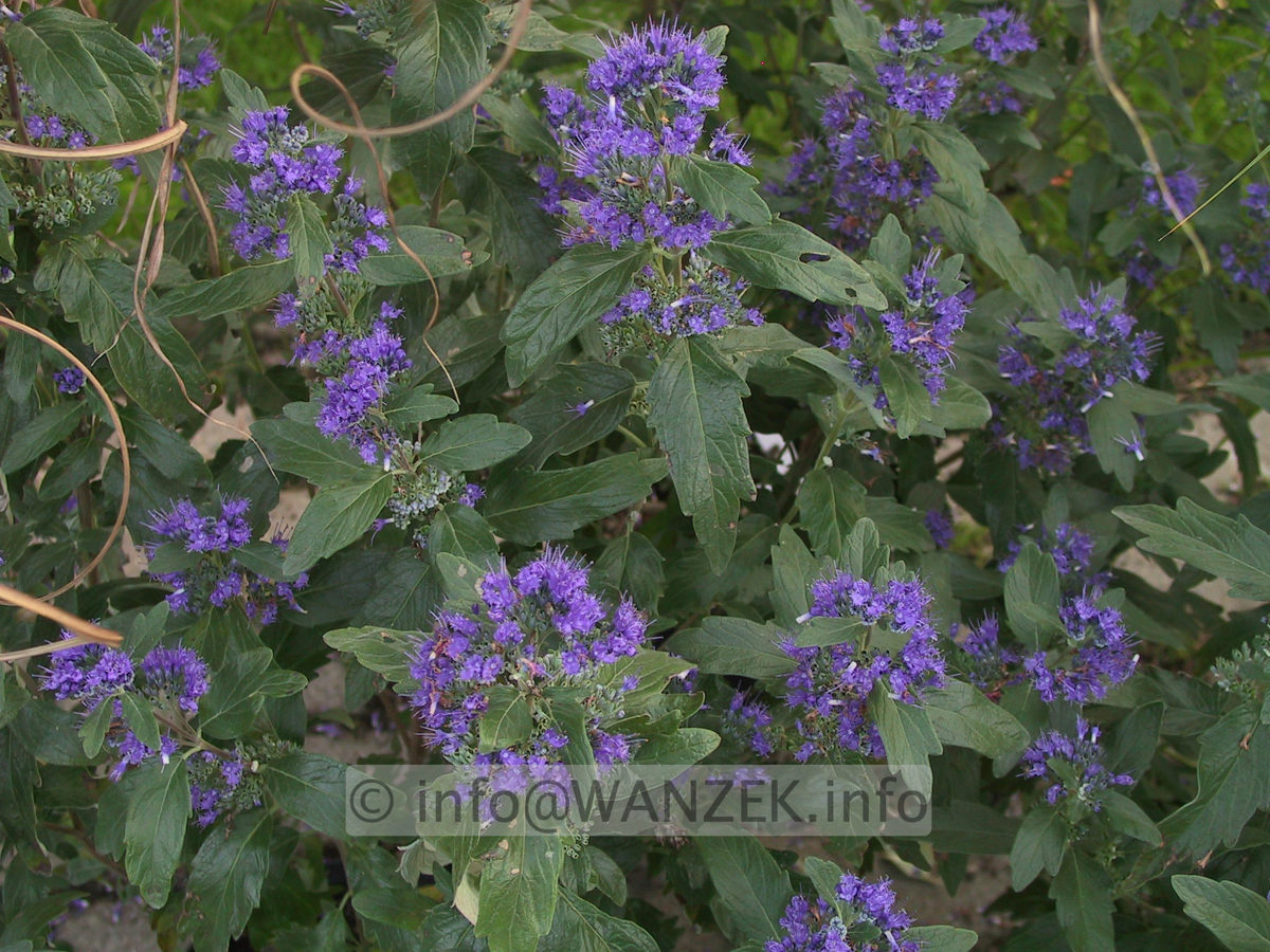 Caryopteris clandonensis Dark Night 2.JPG